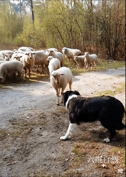 荷兰一只牧羊犬遭遇职业危机，被一只绵羊公开挑衅，还被羊群围观 - 5