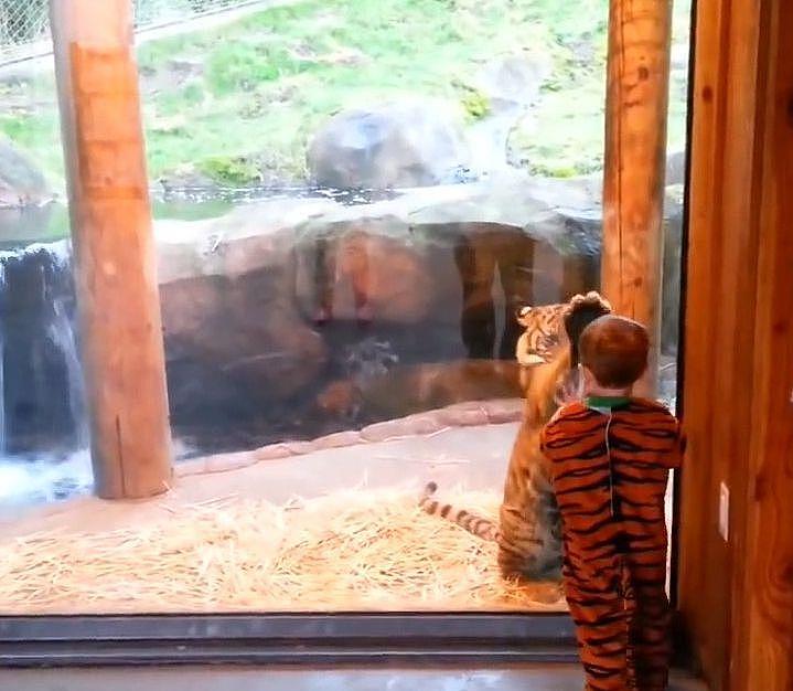 熊孩子假扮老虎混入动物园，不由屏住呼吸差点报警！ - 5