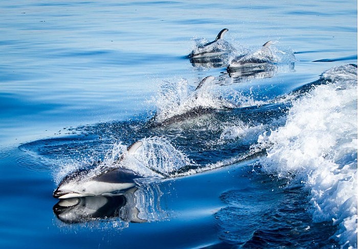 Pacific-White-Sided-Dolphins.jpg