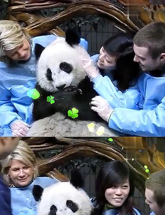 外国友人只是想和熊猫拍个“亲密照”，没想到却被它拒绝了 - 4