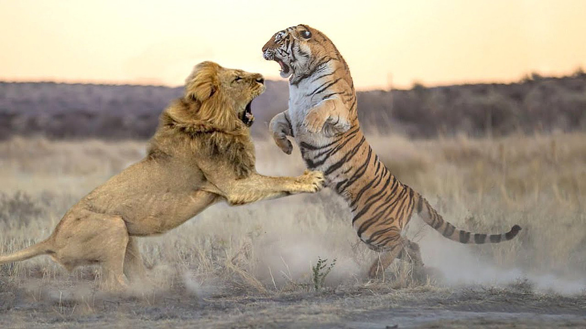同时拥有老虎和狮子，为什么却没有听说印度有“狮虎斗”发生？ - 6