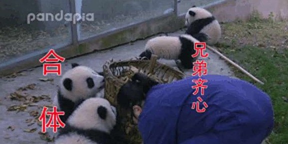 熊猫看到奶妈搞卫生，疯狂聚集过来，网友：场面一度非常混乱！ - 11