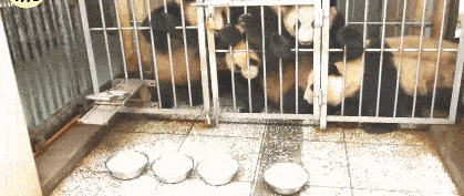 熊猫为了盆盆奶主动进笼子, 差点化身“食铁兽”, 网友: 好萌 - 4