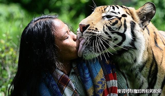 除了爪子和牙齿外，老虎的舌头也是一把刮骨刀，被舔一下后果严重 - 7