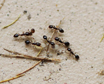 蚂蚁搬家为什么要下雨？传说能预报天气的动物有哪些？ - 1