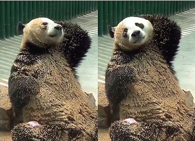 熊猫给自己“搓澡”，看见它用的“搓澡巾”，网友：要“挨打”！ - 1