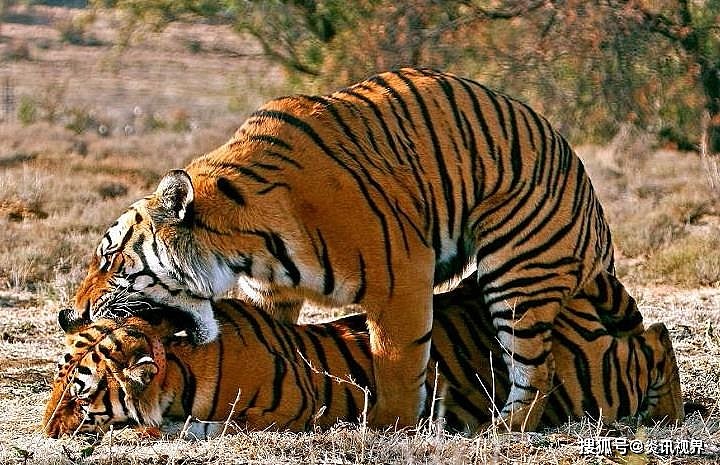 老虎的繁殖与交配：铁汉并没有柔情，冷门的知识又增加了 - 6