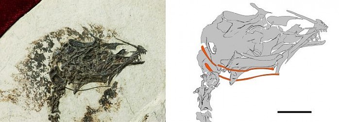 Extinct-Cretaceous-enantiornithine-Bird-Brevirostruavis-macrohyoideus-777x280.jpg