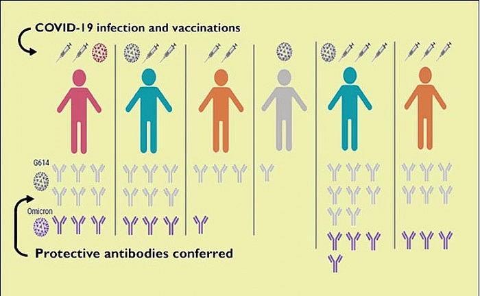 Antibody-Responses-After-COVID-Infection-or-Vaccination.jpg