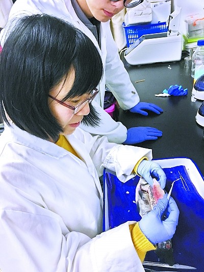 华中农大团队找到控制鱼刺生长的基因 - 1