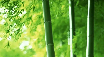 在古代日常生活中，文人墨客是如何对竹子挥毫吟咏的？ - 1