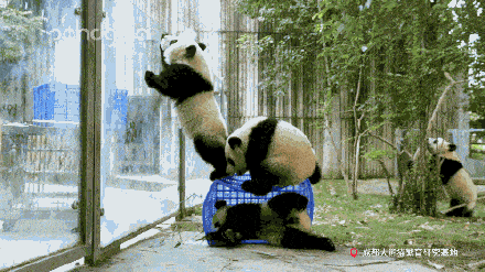 可爱！大熊猫爬墙越狱撞脸成都网红熊猫 - 7