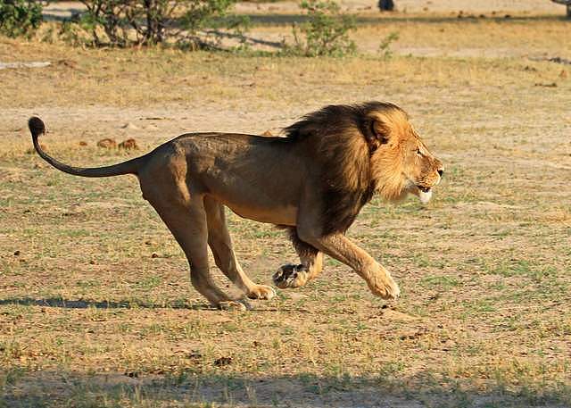苏门答腊虎vs亚洲狮，事实证明，狮子无愧于“万兽之王”的称号 - 7