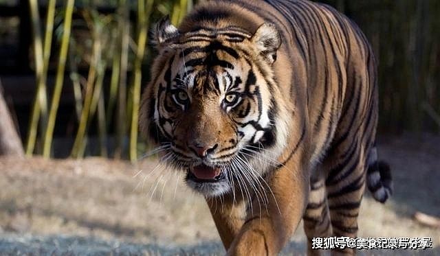 纯种藏獒能打赢最小的苏门答腊虎吗？藏獒与老虎的差距有多大？ - 6