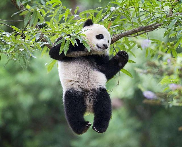 饲养员发现少了一只熊猫，抬头一看两腿发抖啊：我滴个亲娘啊 - 3