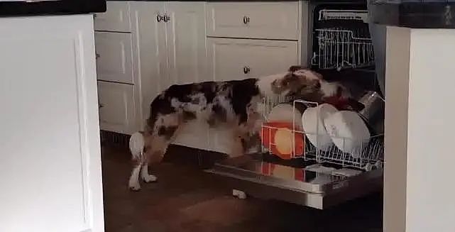 狗狗主动帮忙擦碗碟，这样的舔法，一个碗都不敢用！ - 4