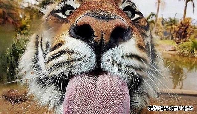 老虎的舌头，刮骨的钢刀，被它舔一下比在水泥地擦伤还严重 - 3