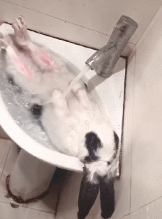 网友给兔子洗澡，非但没反抗还泡起了热水澡，感觉活成了人的模样 - 5