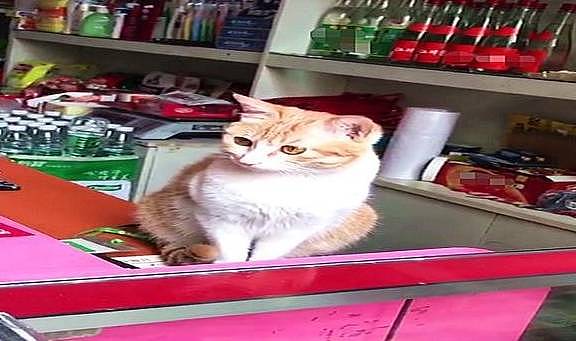 老板不在店的时候，橘猫会坐在桌上守着店，网友：全网最敬业的喵 - 3