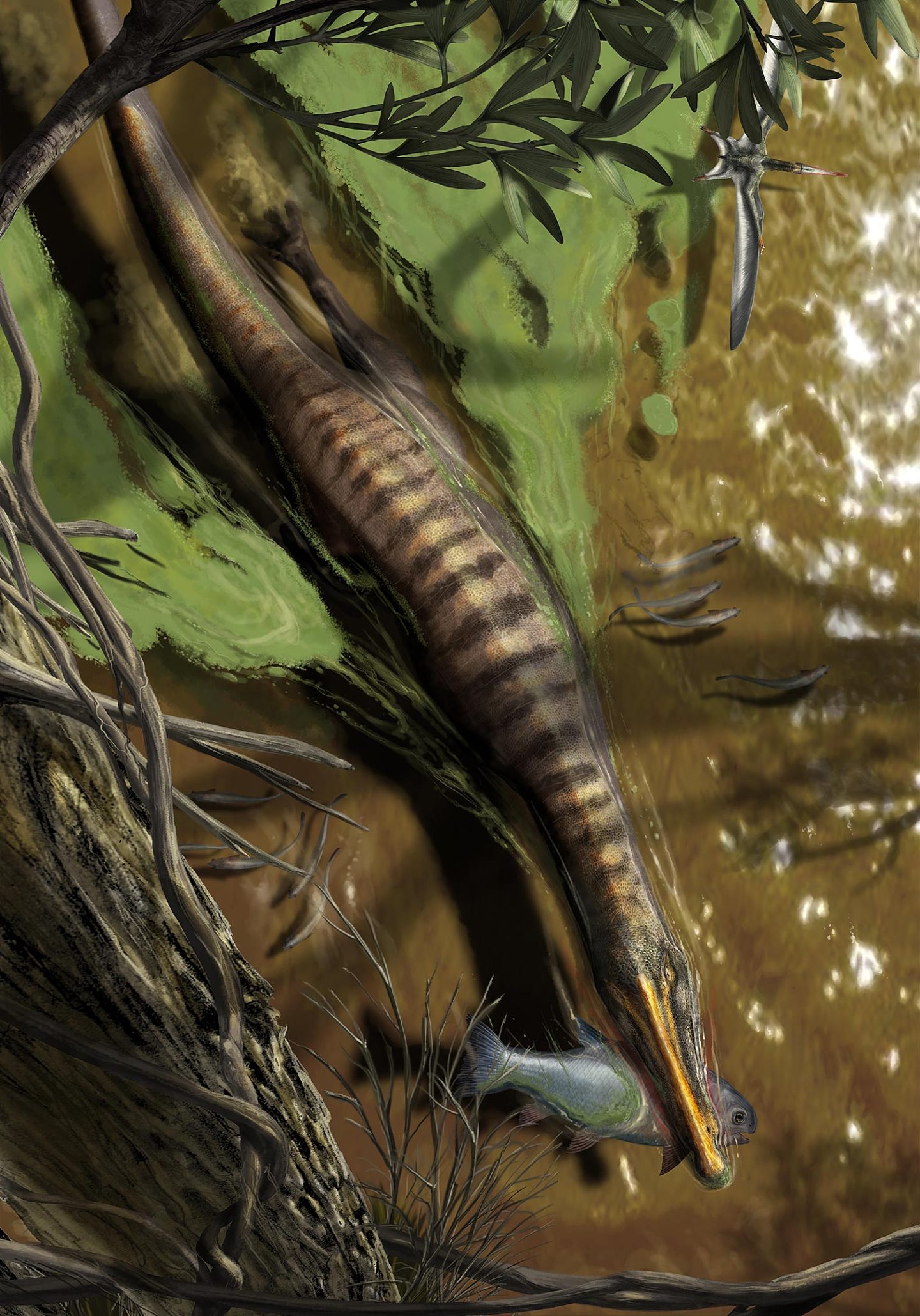 研究发现密集的骨骼使得棘龙可以在水下狩猎 - 2