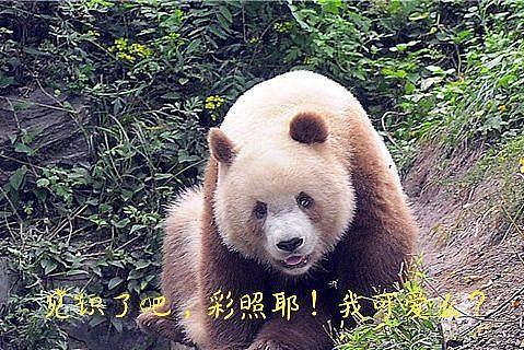 别说彩照，这只熊猫连黑白照都拍不了，但如今已换了一身“金装” - 16