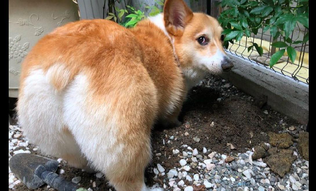 狗狗在院子里挖洞，爪子鼻子上全都是土，名不虚传的挖土基呀 - 2