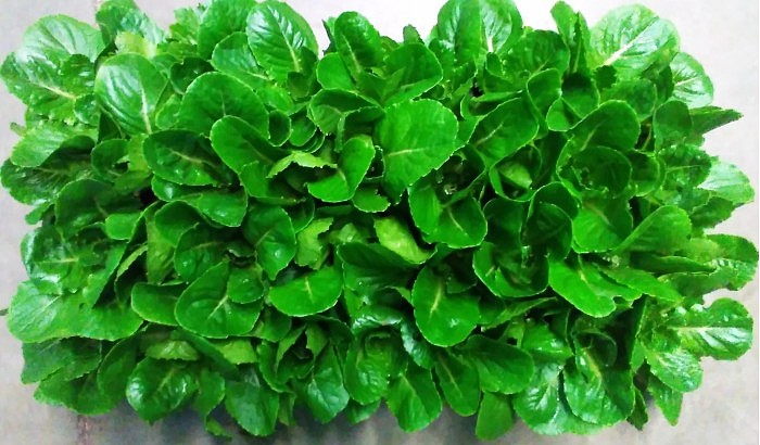 Lettuce-Produces-Bone-Stimulating-Hormone-2048x1201.jpg