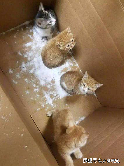 四只小猫被放纸箱里，扔在雪里，有人发现后却被冻成了冰棍 - 1