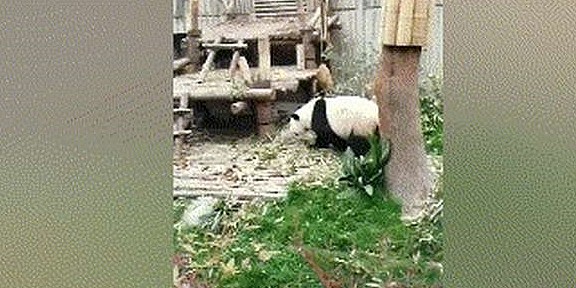 熊猫为了折断竹子，使用了打狗棍法！网友：厉害了！ - 4