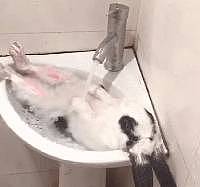 谁说兔子胆小怕水？这只兔子不仅胆大，还泡起了热水澡 - 7