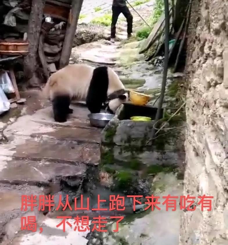 四川阿坝村民太幸福，熊猫成“宠物”，吹个口哨就连滚带爬跟回家 - 3