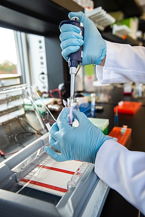 在TurtleTree加州实验室，一位科学家正在对重组蛋白质样本进行纯度分析