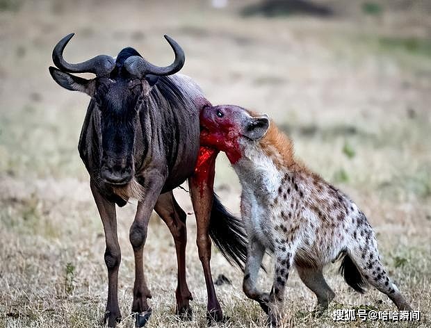 为什么鬣狗会活吃猎物，而狮子却要先杀死猎物再吃？ - 6