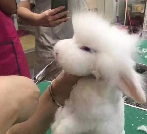 女子带兔子去修毛，剪到一半感觉有些奇怪：有点那味儿了 - 1