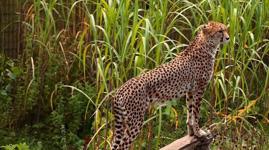 这种猫科动物是猎豹的罕见变异，人类送了它一个霸气名字：王猎豹 - 1