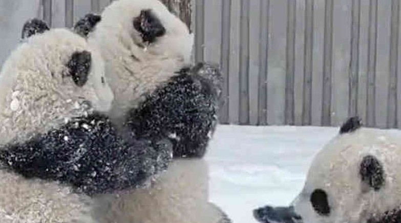 两只大熊猫打了起来，第三只熊猫来劝架，熊猫：不要欺负我，救命 - 1