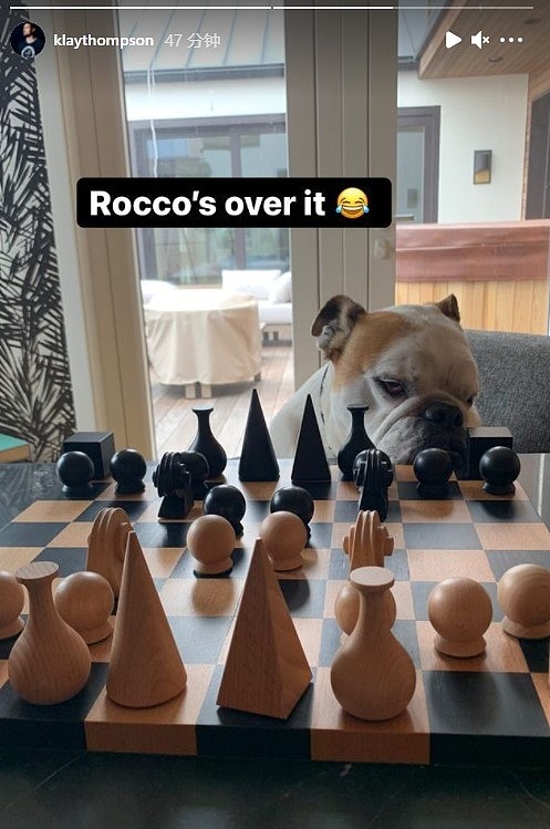 克莱晒爱犬Rocco照片：我需要更多朋友来陪我下棋 - 2