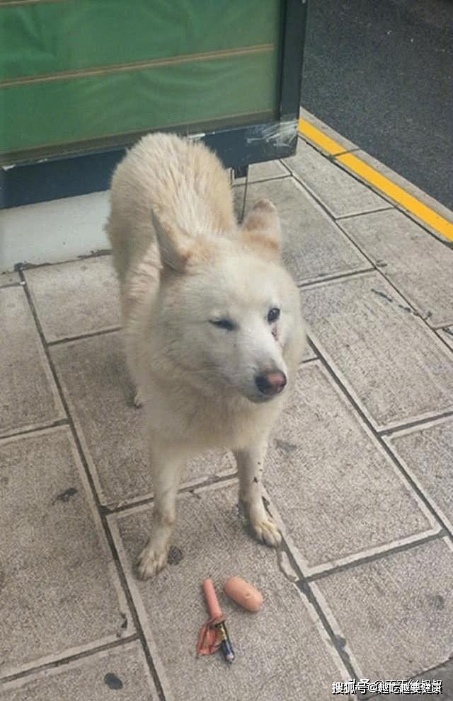 公交站牌发现一只狗狗，经常等在这儿徘徊，了解实情后为它心疼 - 3