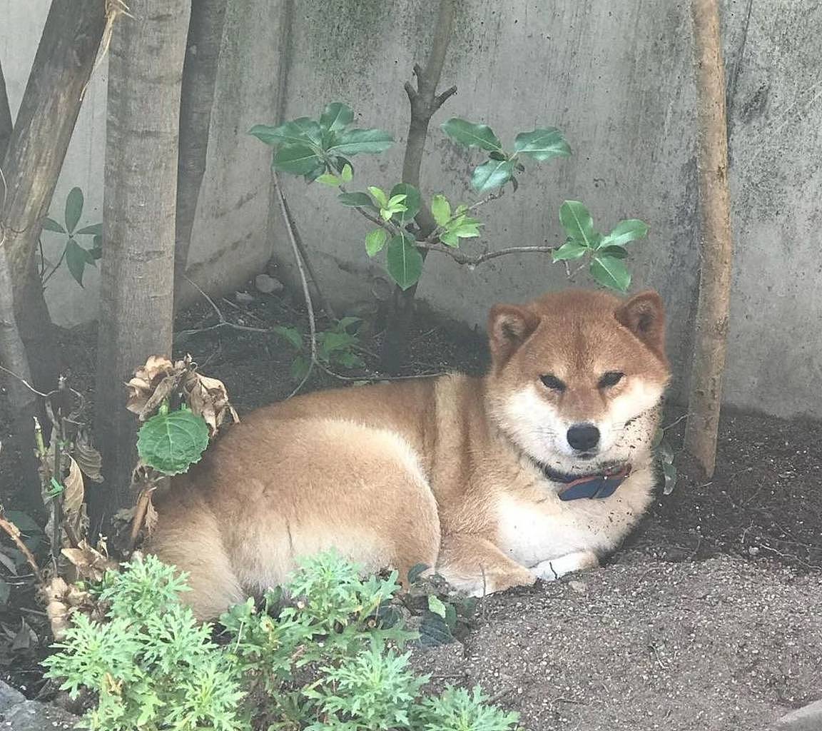 日本网友家的三只柴犬，因为晒照呆萌又可爱，走红了朋友圈 - 5