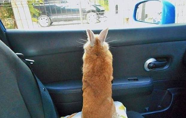 兔兔踩枕头看风景，无奈脖子不争气，兔脸委屈的瘫车里萌炸了 - 1