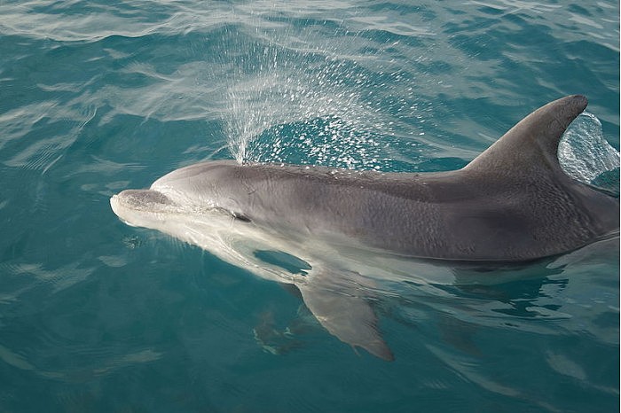 800px-Tursiops_Truncatus.jpg