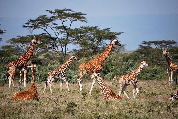 Giraffes-in-Group-scaled.jpg