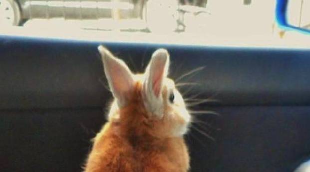 兔兔踩枕头看风景，无奈脖子不争气，兔脸委屈的瘫车里萌炸了 - 2