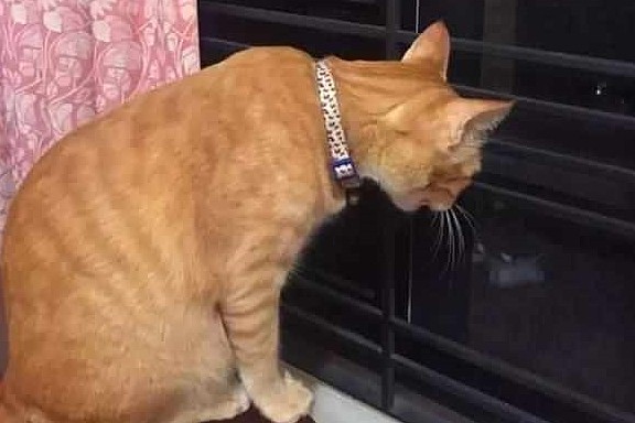 主人收养两只橘猫，猫弟意外离世后，猫哥每日守在窗口等它回家！ - 5