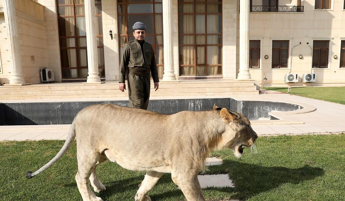 伊拉克男子养狮子做宠物，同吃同住，“森林之王”还会撒娇 - 7
