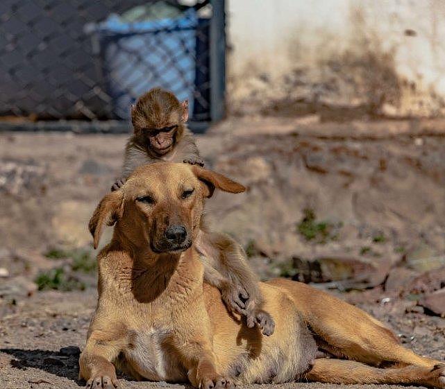 印度村庄将破坏庄稼的猴子们毒死，幸存的小猴却被怀孕的母狗收养 - 3