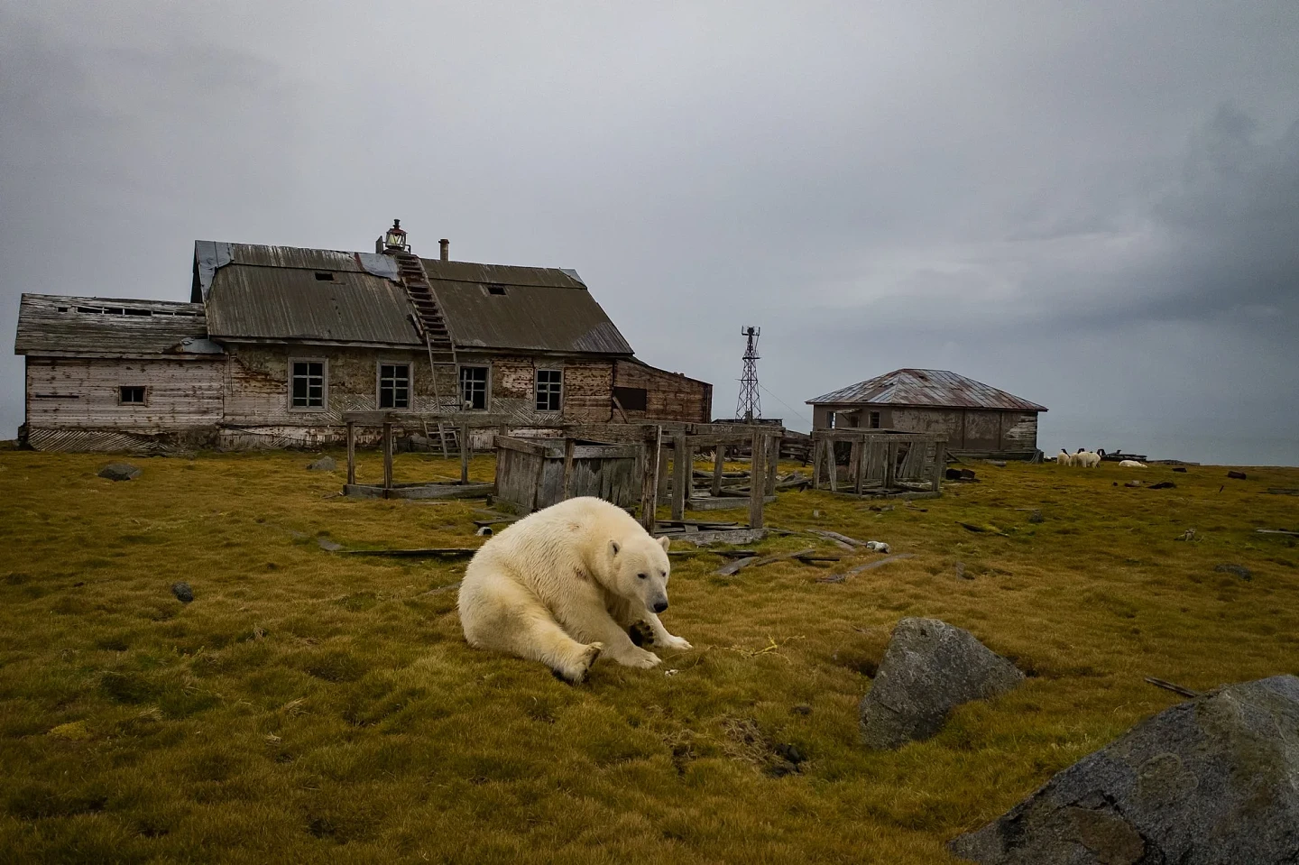 [组图]北极熊占领了废弃岛屿并搬进了空房子里 - 2