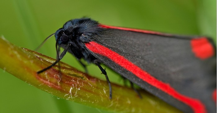 Adult-Cinnabar-Moth-on-Ragwort-scaled.jpg