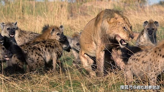 五只鬣狗就够雌狮喝一壶的了，那八只鬣狗能够把老虎打一顿吗？ - 2