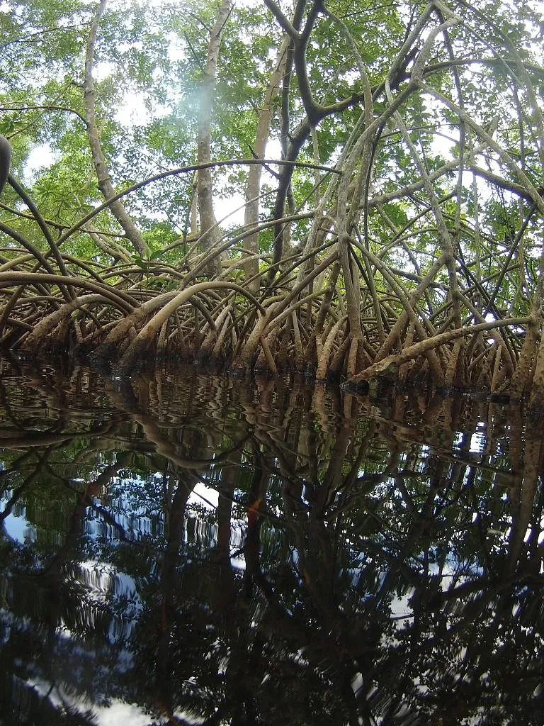 Sampling-Sites-Amidst-Mangroves-in-Guadeloupe-768x1024.webp